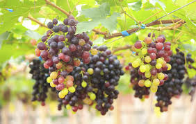 Seedless Grapes